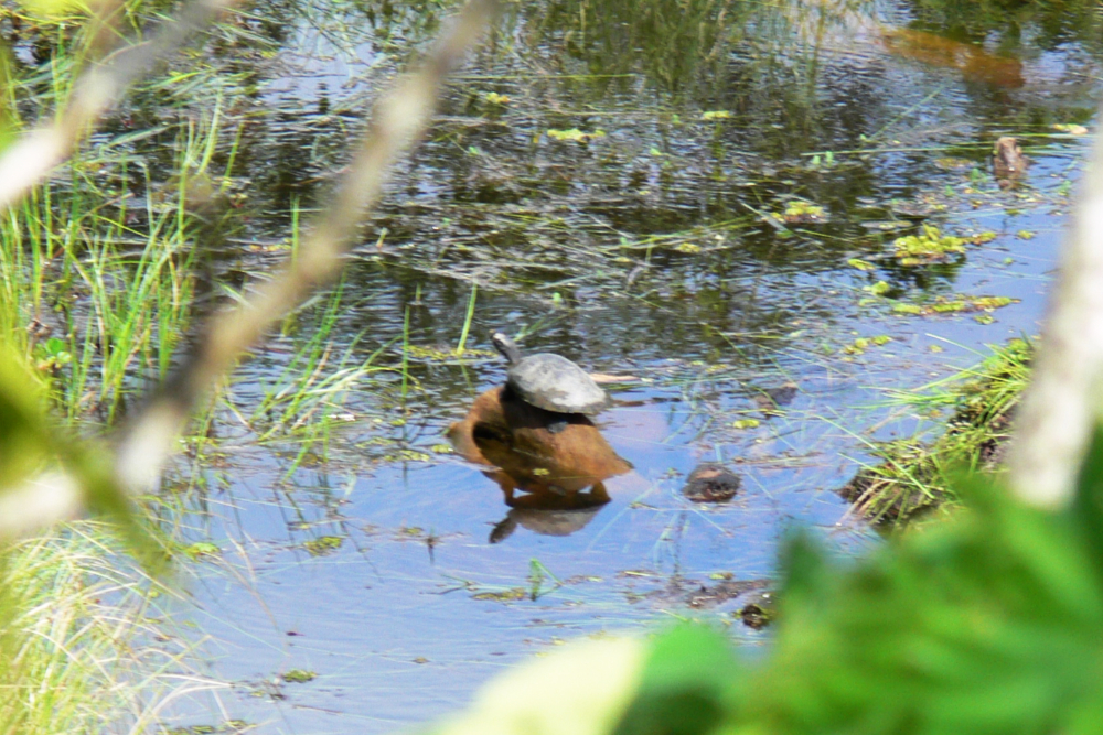 Turtle in the Ecuadorian Amazon