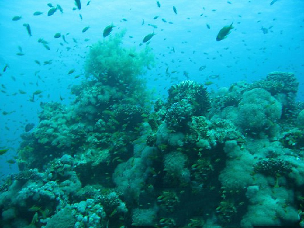 Egypt Red Sea Coral
