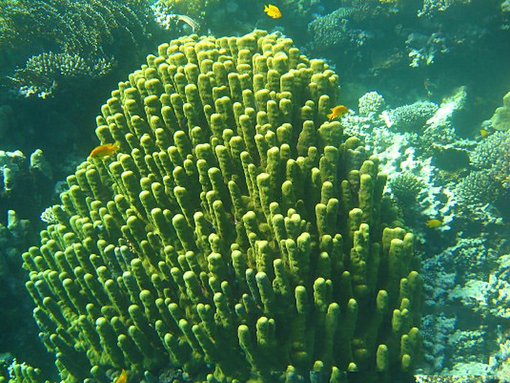 Egypt Red Sea Coral