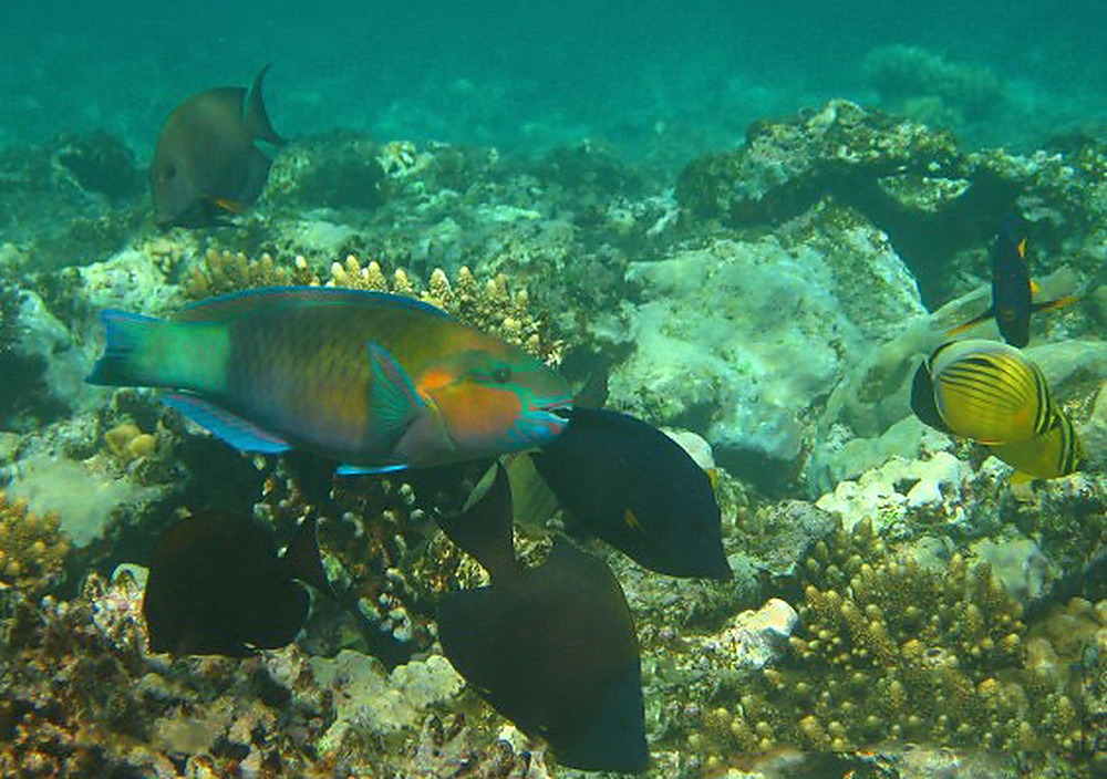 Egypt Red Sea Fishes