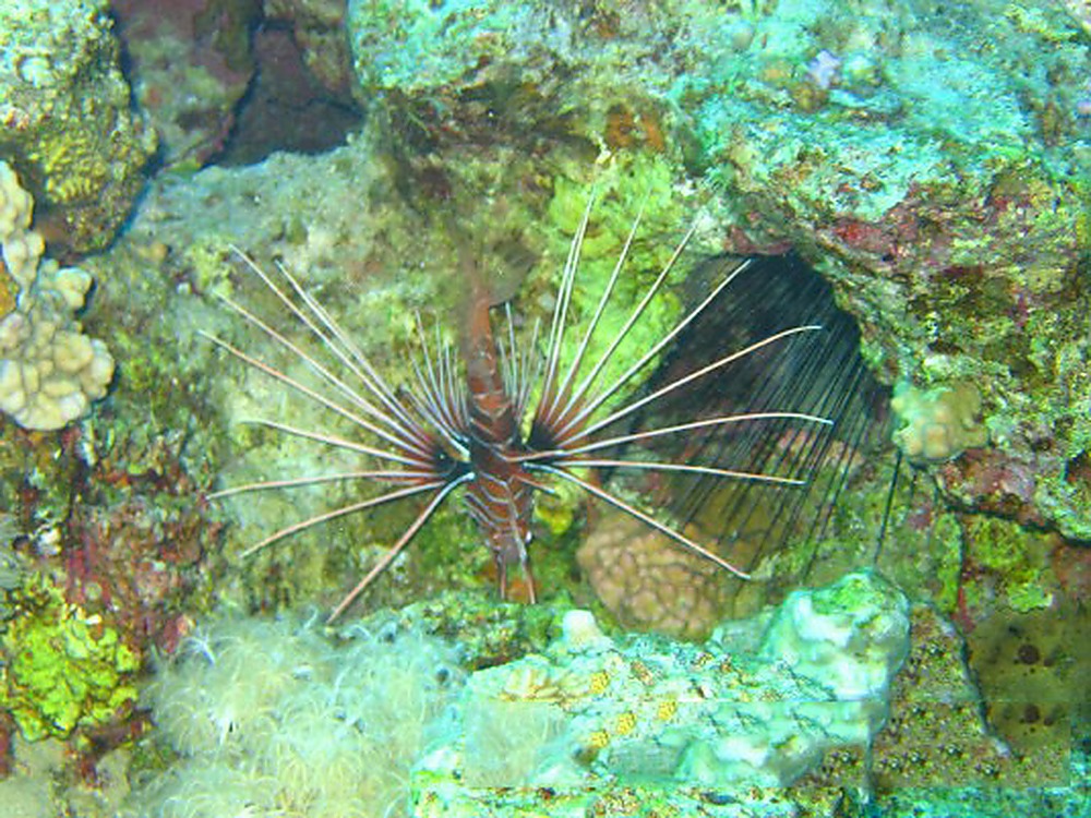 Egypt Red Sea Lion Fish