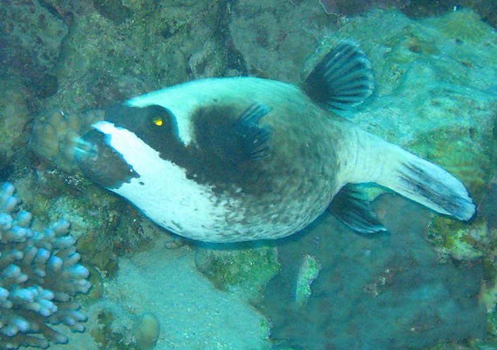 Egypt Red Sea Puffer Fish