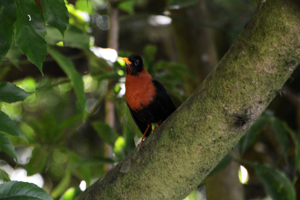 Bird in Cerro Verde National Park