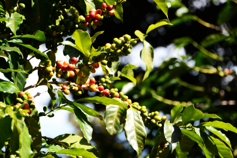 Coffee plant growing near Cerro Verde