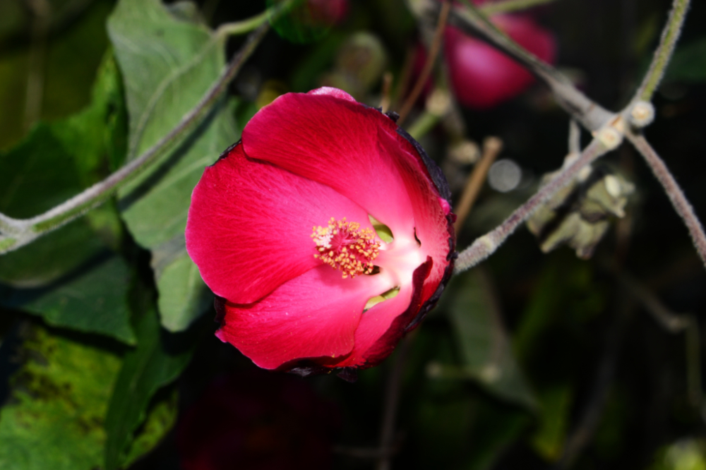 Flowers growing in Cerro Verde