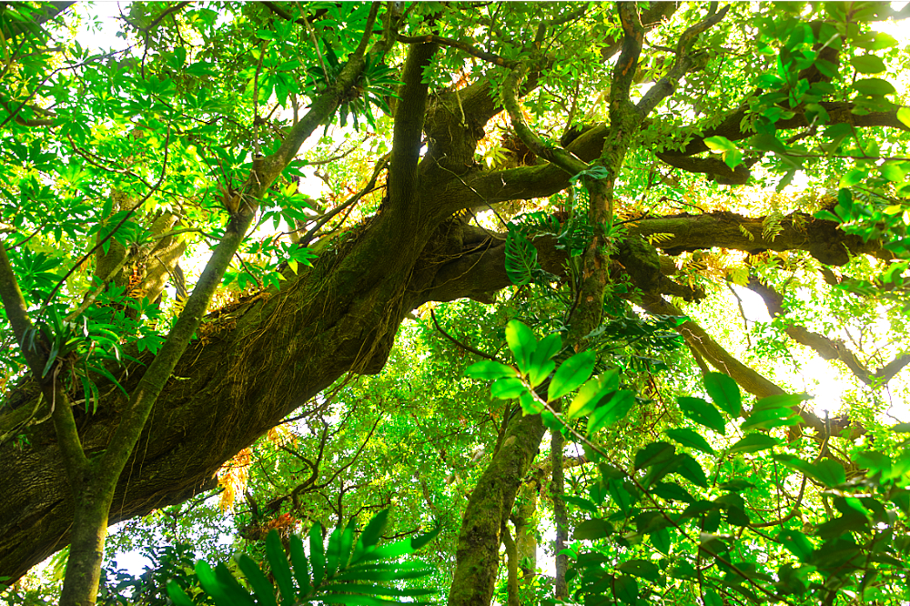 Forest trail in Cerro Verde El Salvador
