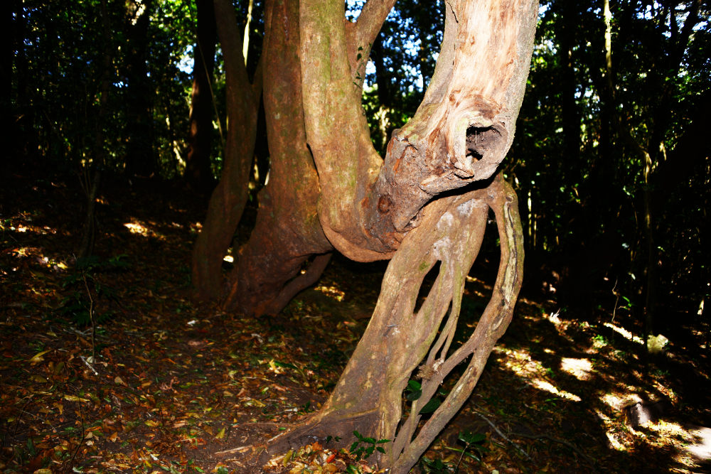 Mano del Leon tree in Cerro Verde