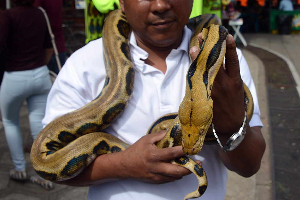 El Salvador Ruta de las Flores Snake