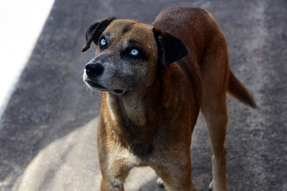 El Salvador Ruta de las Flores Dog Blue Eyes