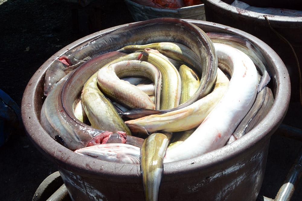 Eels for sale at the La Libertad fish market