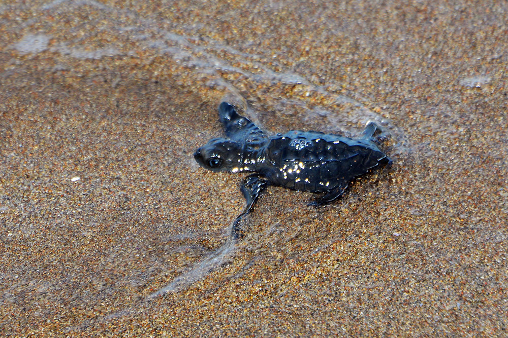 Baby olive ridley sea turtle heading toward the ocean