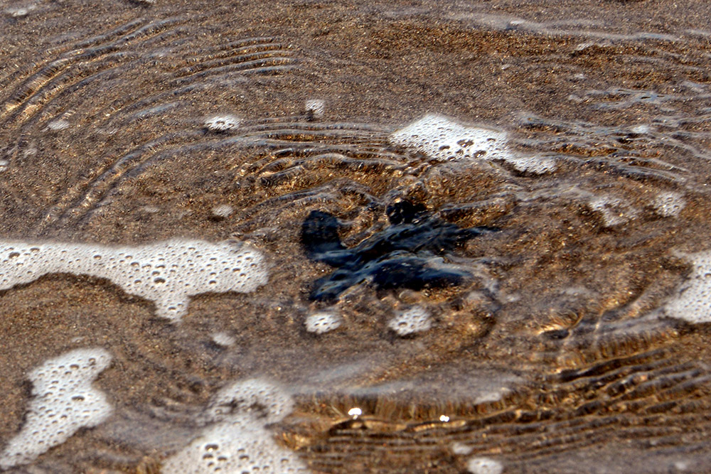 Baby olive ridley sea turtle entering the Pacific Ocean