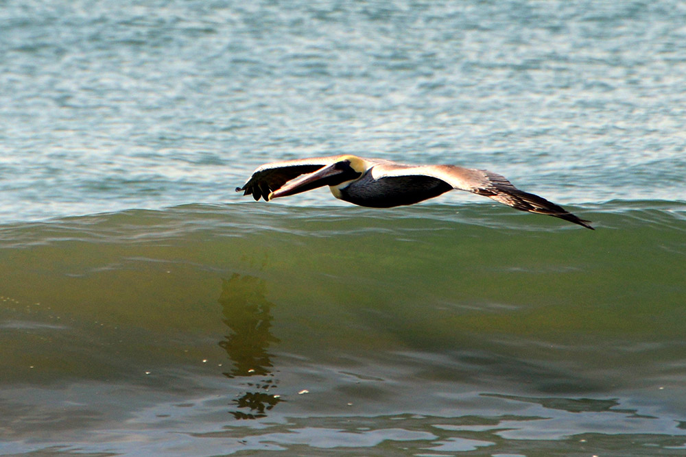 Pelican on the beach near La Libertad