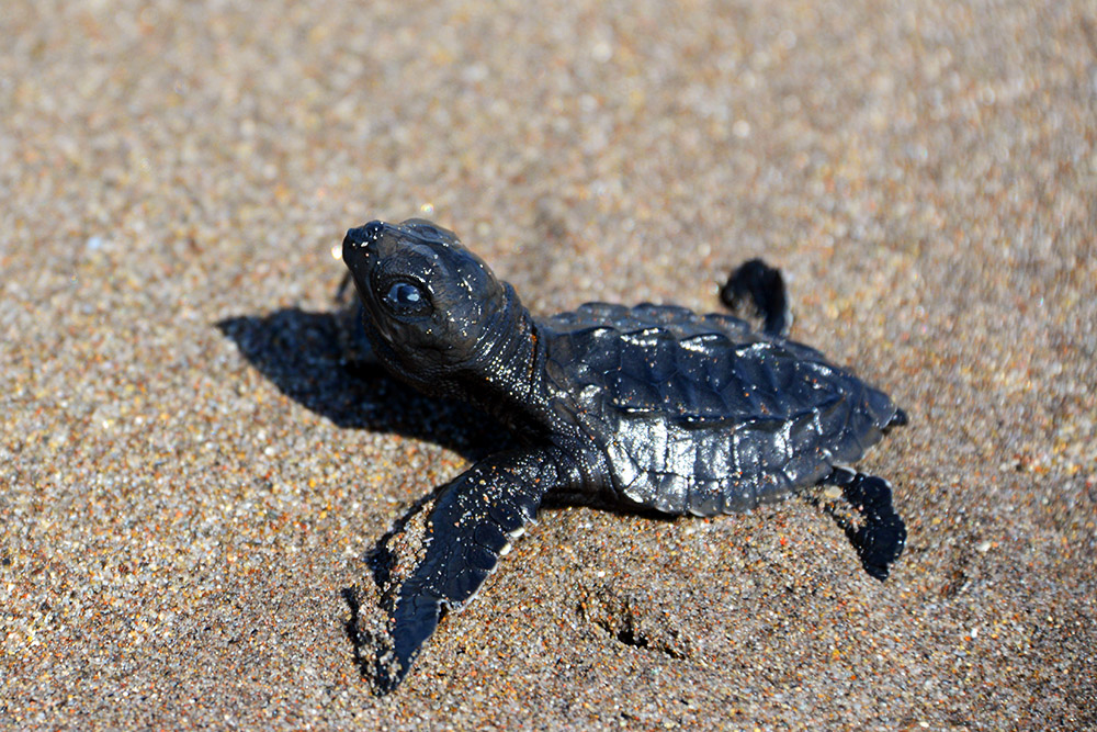 Baby olive ridley sea turtle in El Salvador