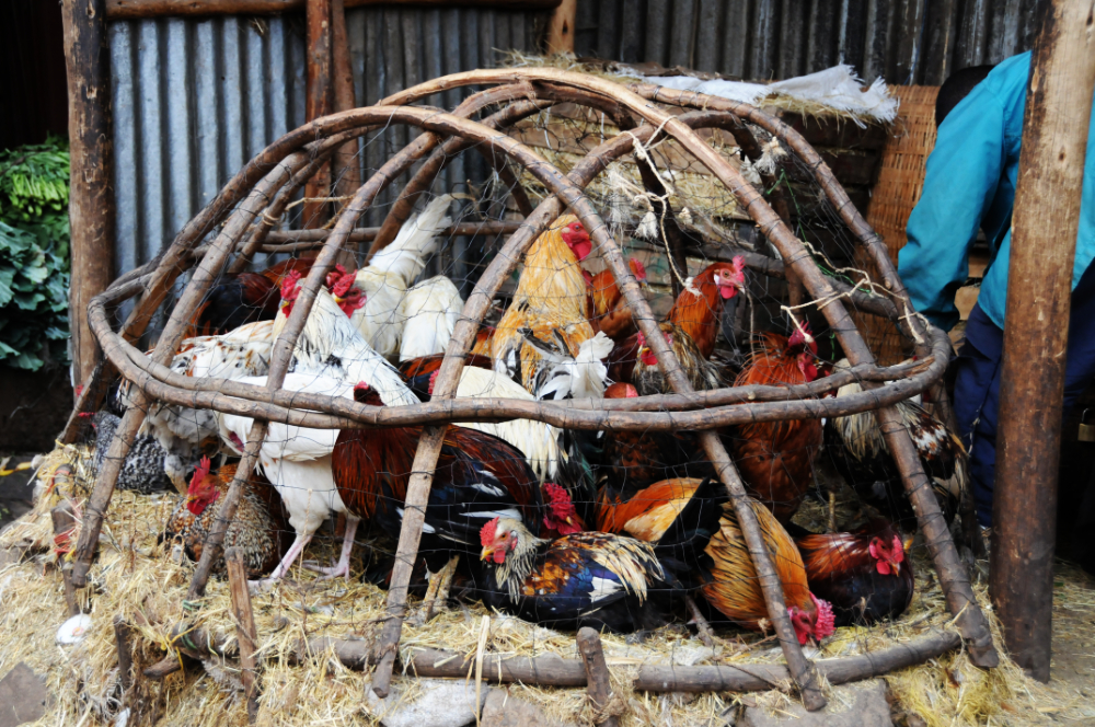 Chickens for sale at Addis Ababa's Mercato