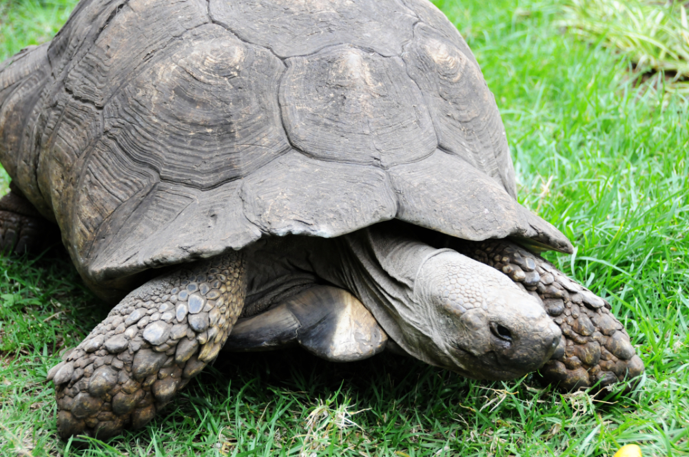 Tortoise on the grounds of St. George's Church