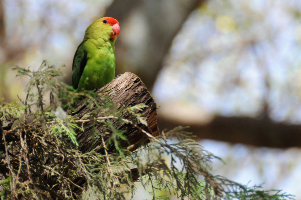 Black-winged lovebird in Ethiopia