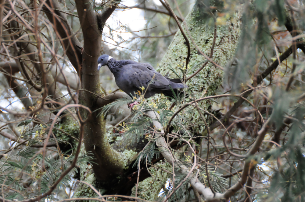 White-collared pigeon in Ethiopia