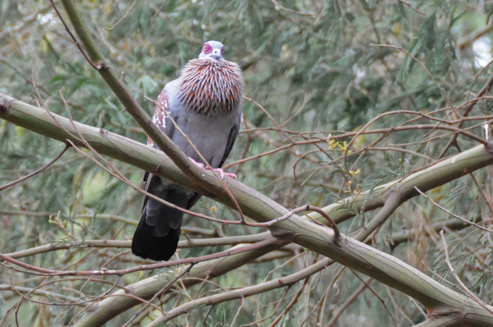 Speckled pigeon in Ethiopia