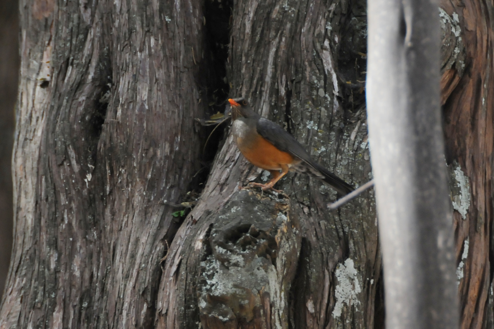 Robin-like bird in Ethiopia