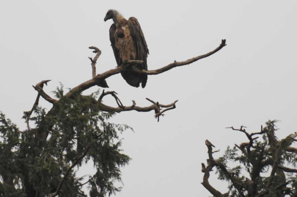 Large vulture in Ethiopia