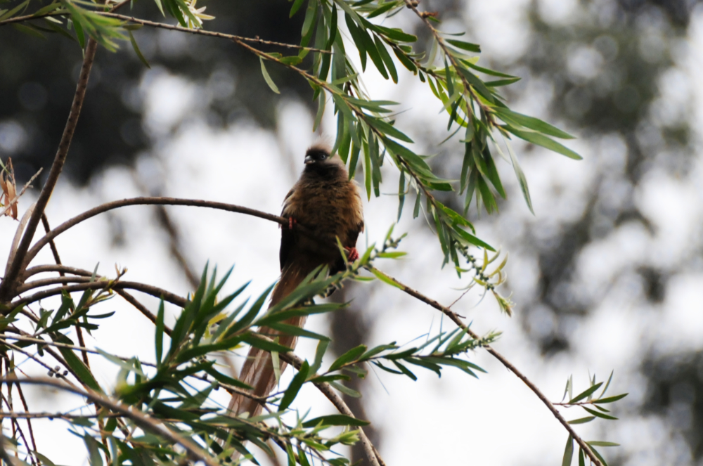 Unidentified bird in Ethiopia