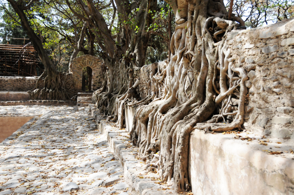 Tree roots surrounding Fasilides' bath