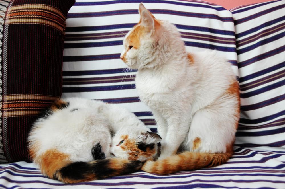 Cats at the guest house in Addis Ababa