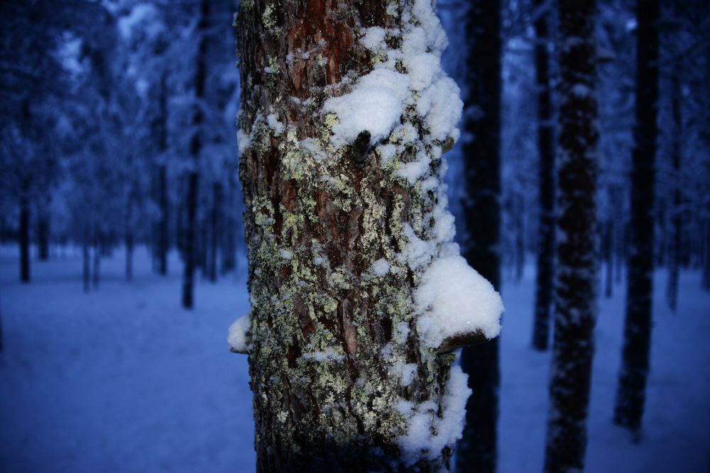 Arctic Bark