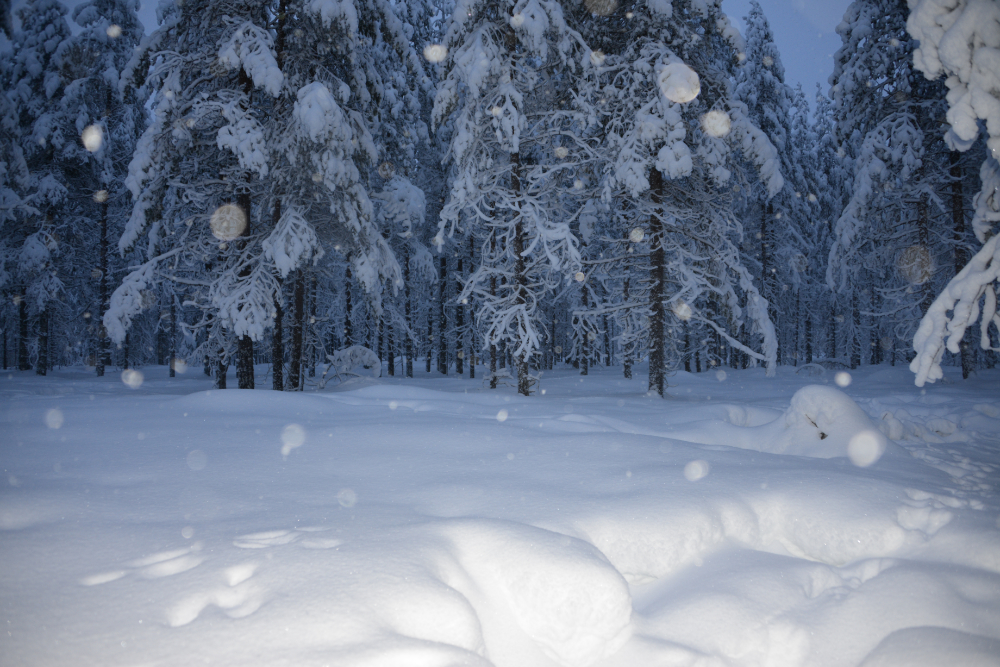 Finland Lapland Forest Snowing