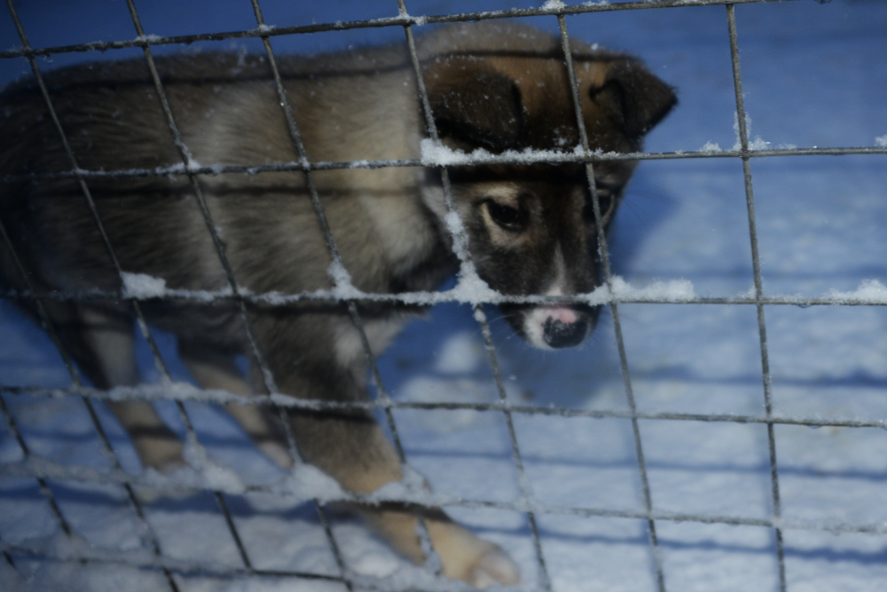Finland Rovaniemi Husky Puppy