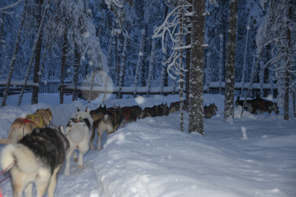 Arctic Sled Dogs Huskies