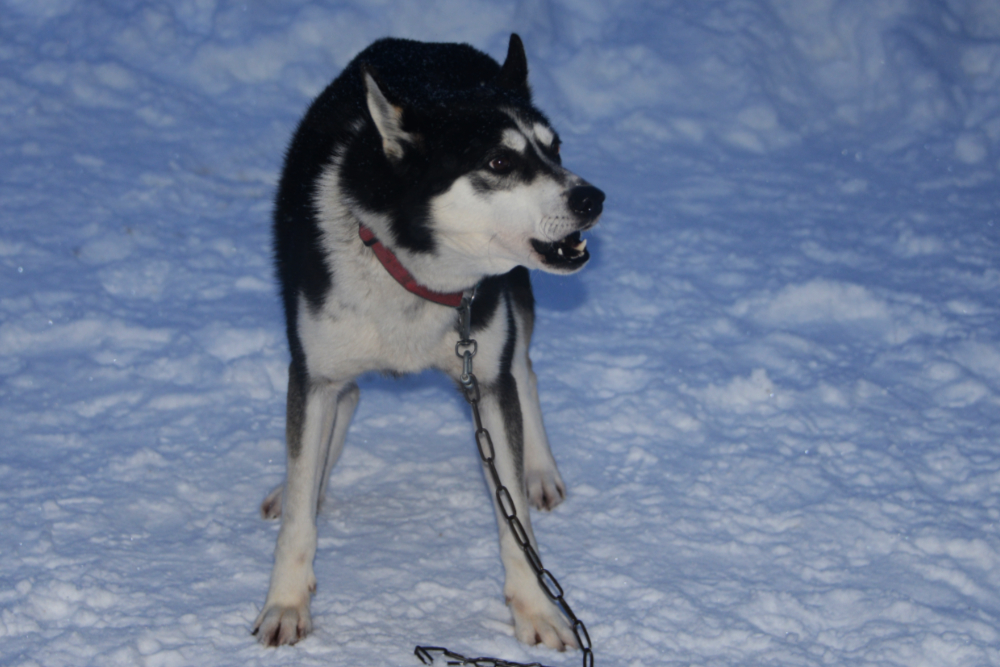 Arctic Husky