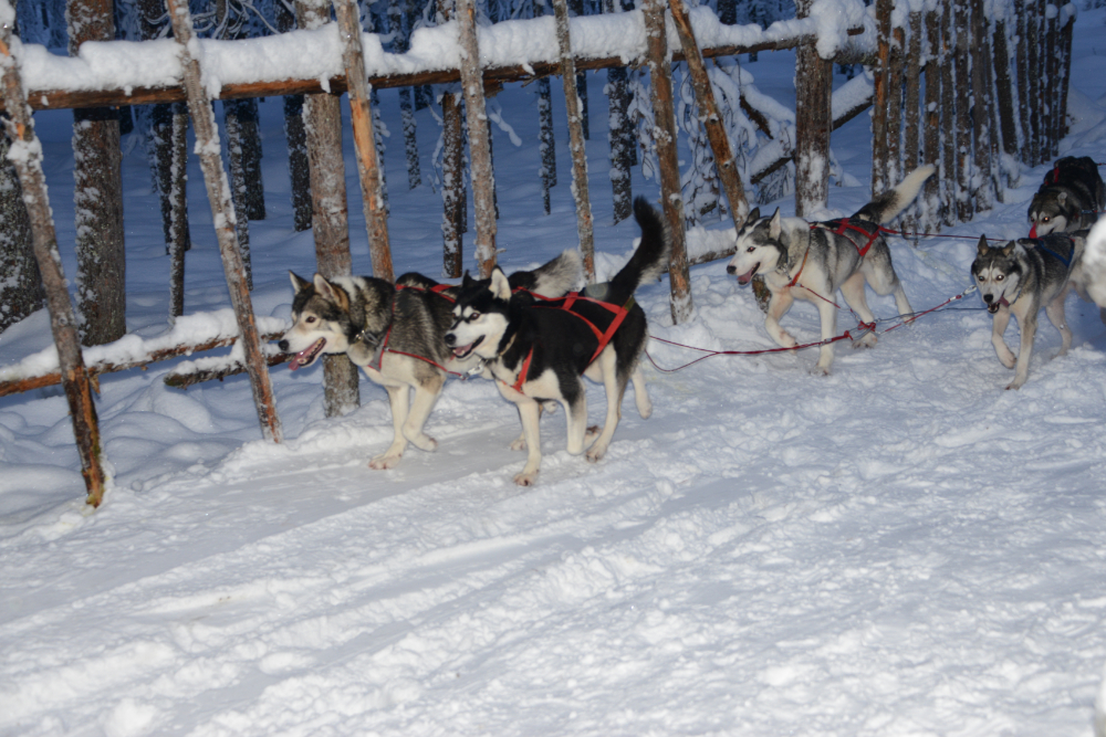 Sled Dogs