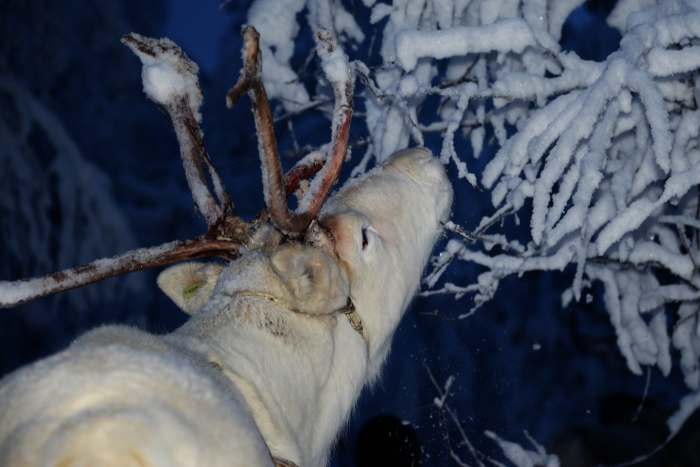 Arctic Reindeer Eating