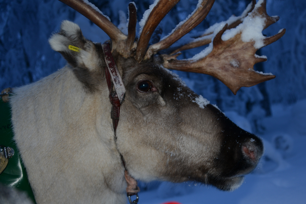 Rovaniemi Reindeer