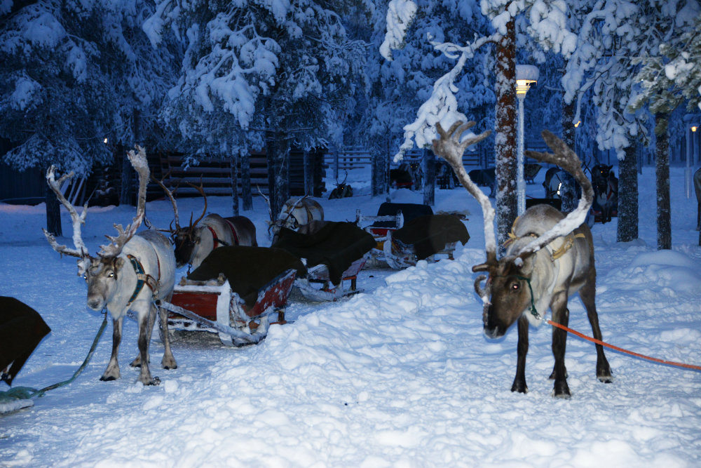 Finland Rovaniemi Reindeer Sledding