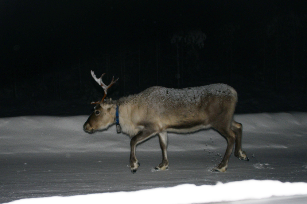 Finland Rovaniemi Street Reindeer