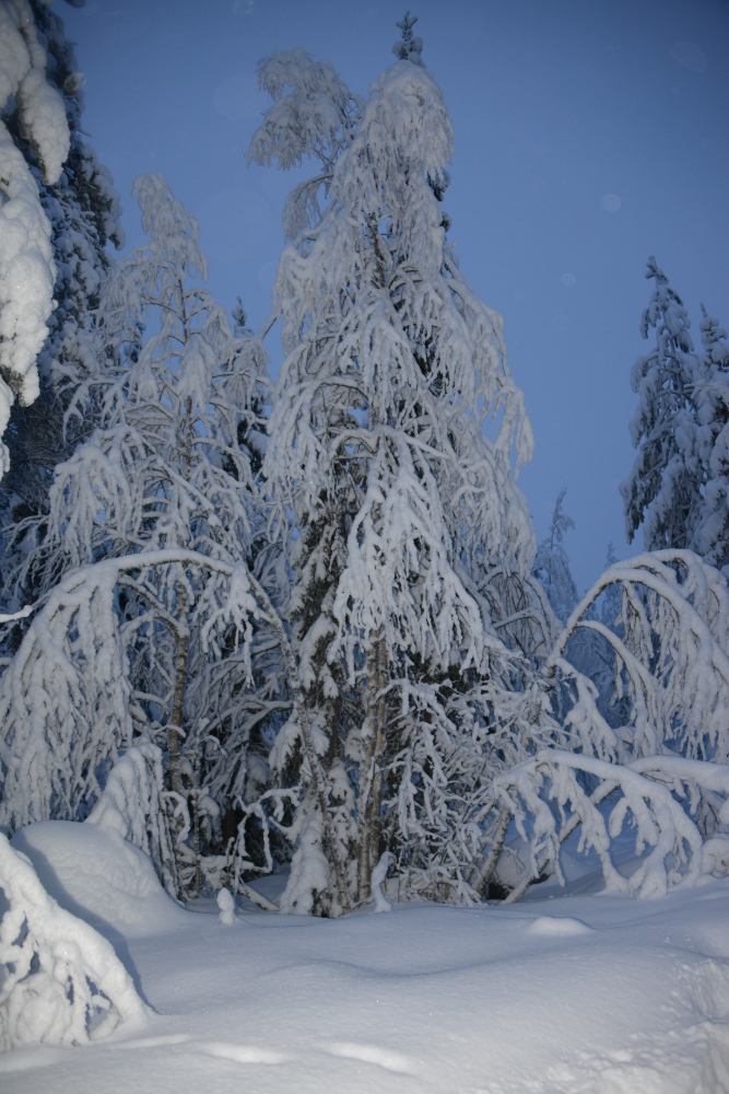 Lapland Tree