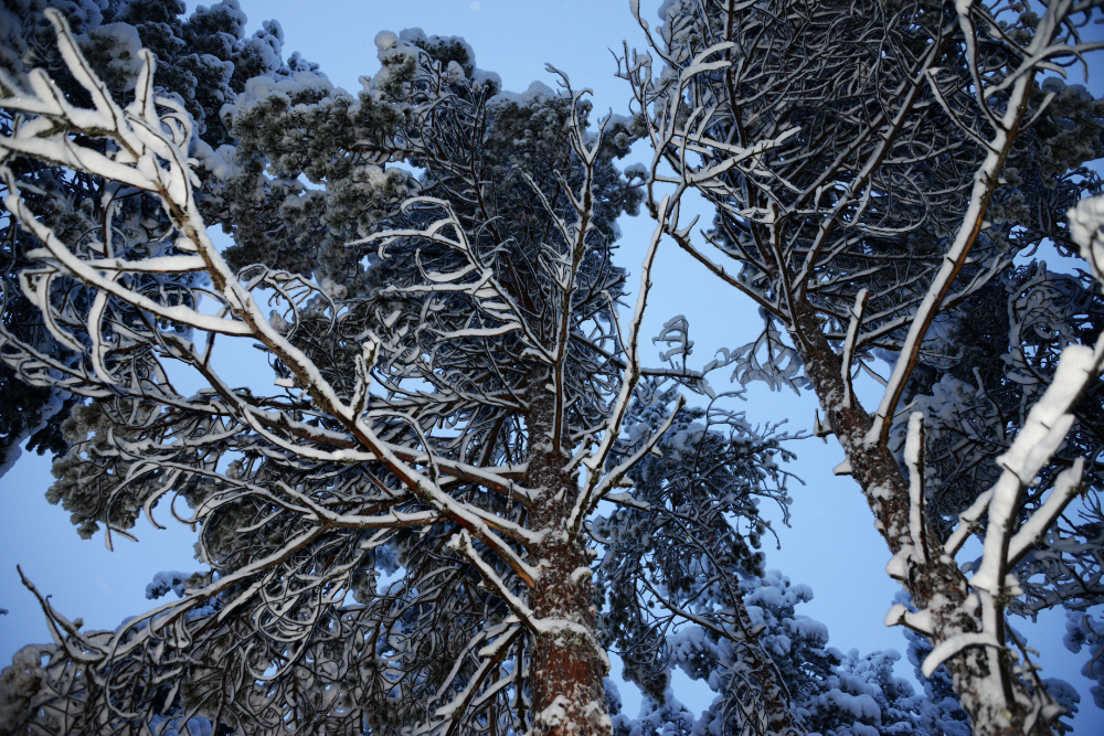 Finland Rovaniemi Frozen Trees