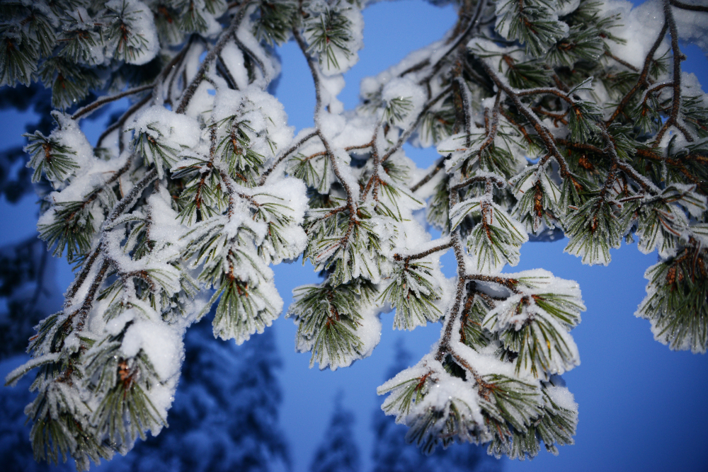 Arctic Frozen Trees