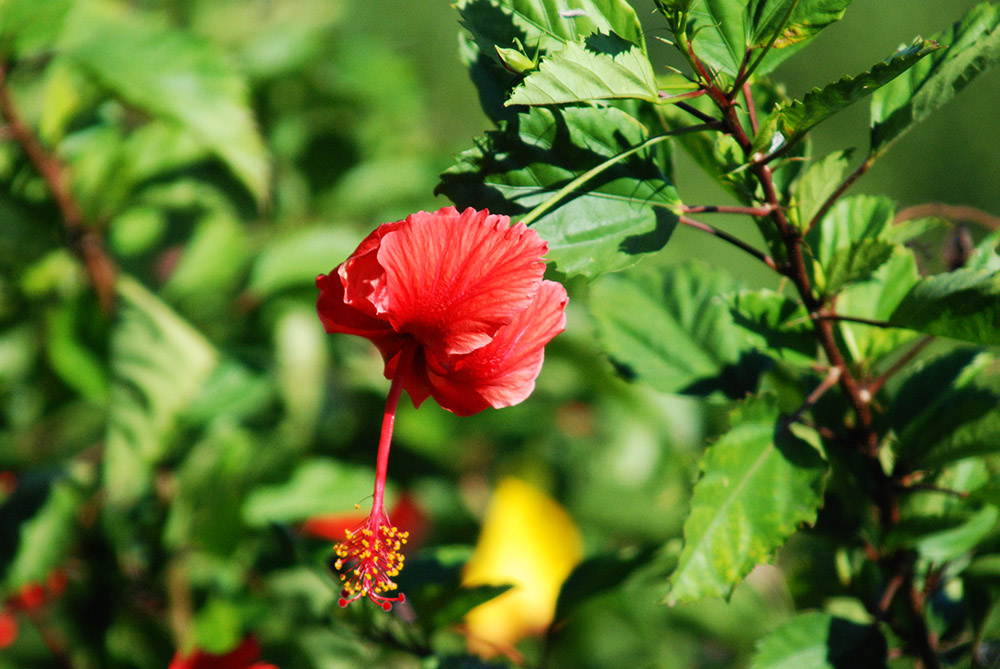 Haitian Flower