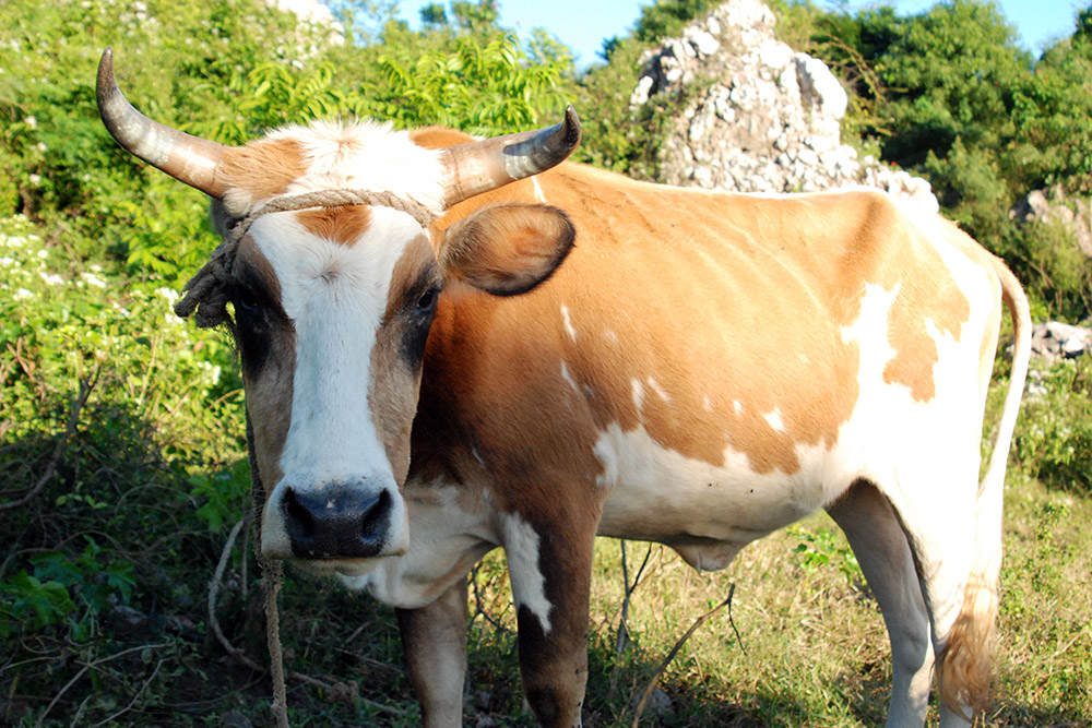 Haiti Bull