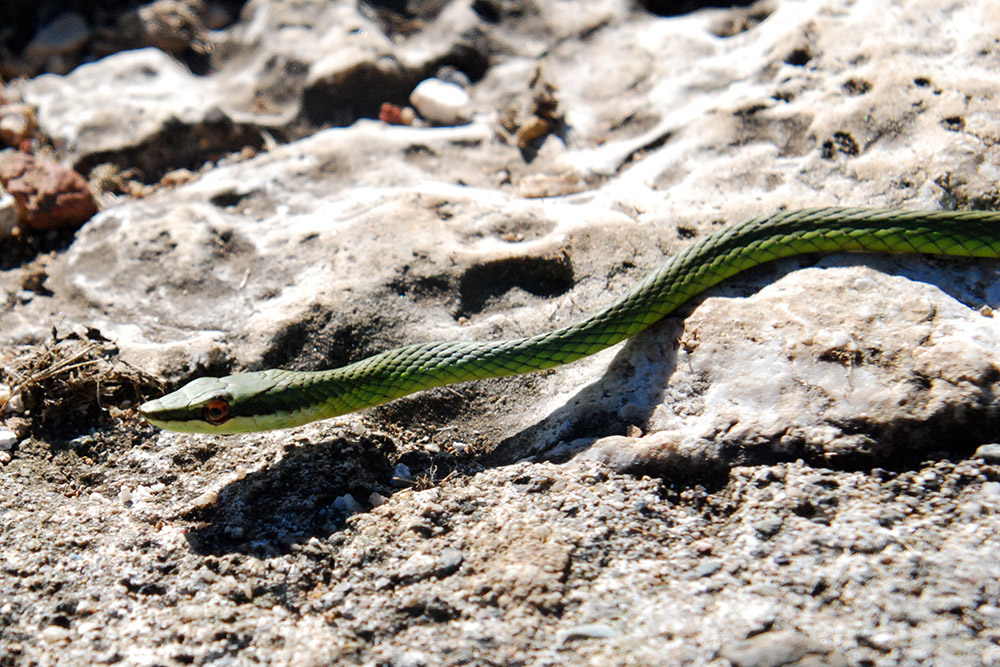 Haiti Snake