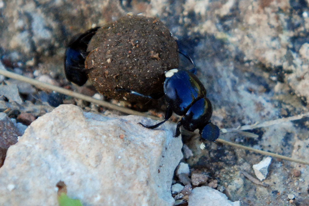 Haiti Dung Beetles