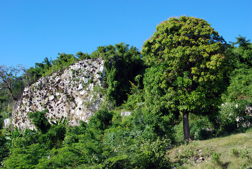 Haiti Forest View