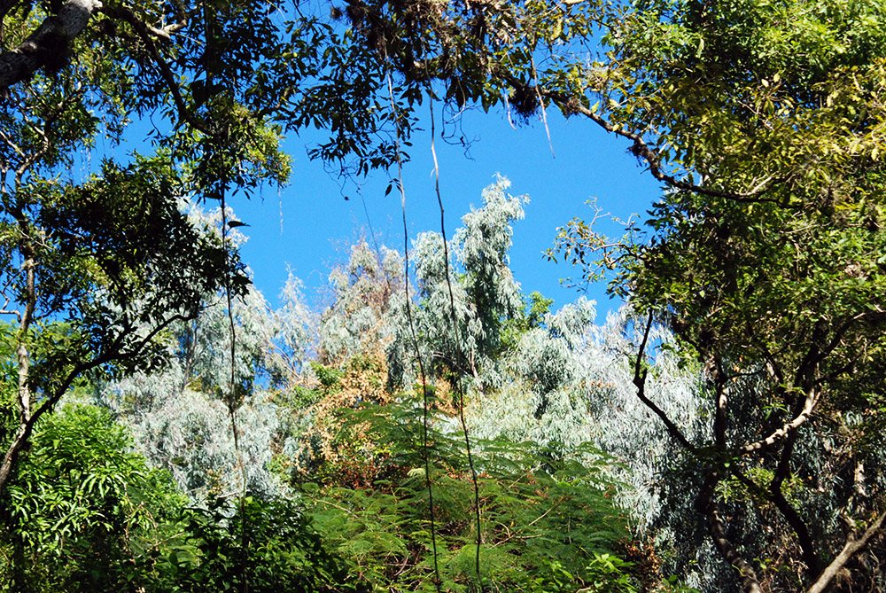 Haitian Forest