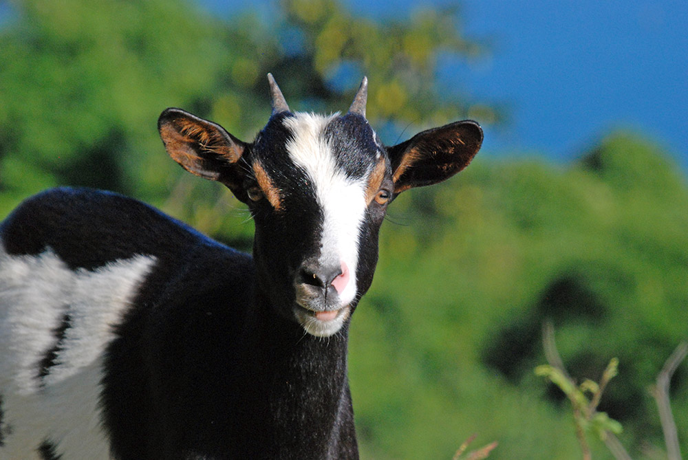 Haiti Goat