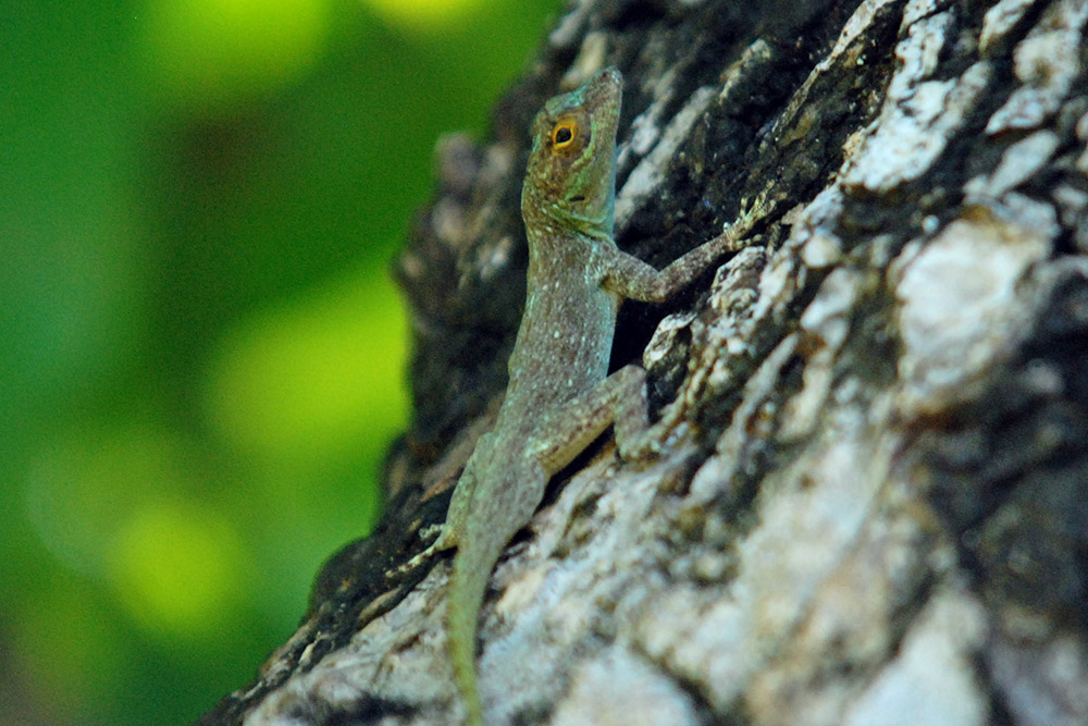 Haiti Lizard