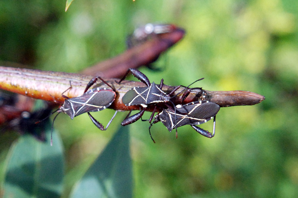 Haiti Stink Bugs